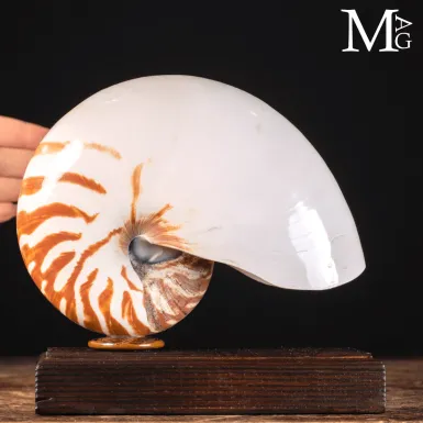Nautilus Pompilius su Base in Legno – La Conchig...