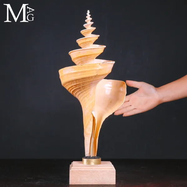 Syrinx Aruanus Incisa – Scultura Naturale.