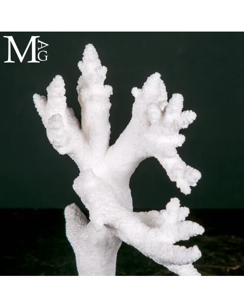 Ramo di Corallo Acropora su Base in Legno e Ottone.