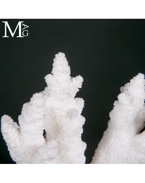 Ramo di Corallo Acropora su Base in Legno e Ottone.