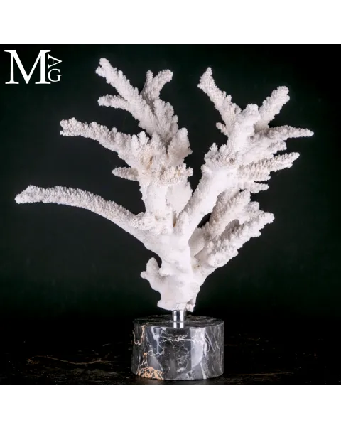 Ramo di Corallo Acropora su Marmo.