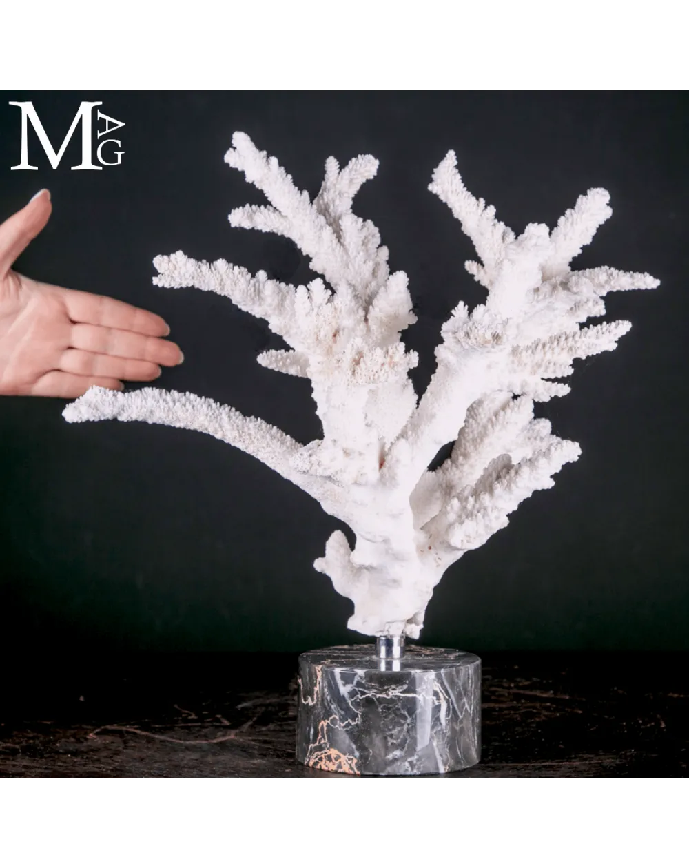 Ramo di Corallo Acropora su Marmo.