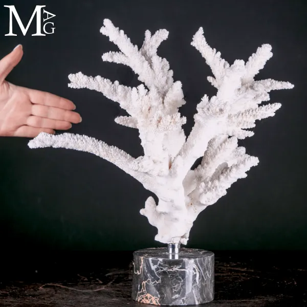 Ramo di Corallo Acropora su Marmo.