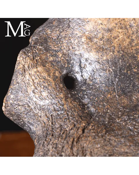 Scatola Cranica e Frontale di Megaloceros Giganteus.