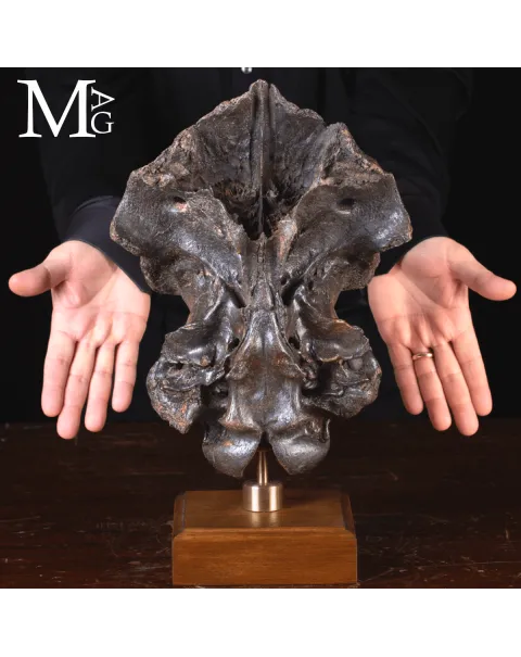 Scatola Cranica e Frontale di Megaloceros Giganteus.