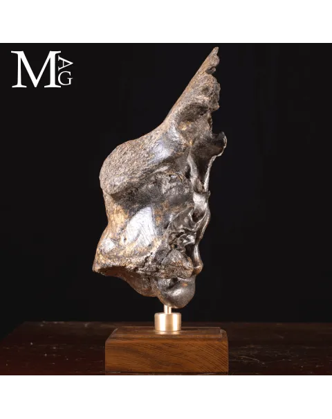 Scatola Cranica e Frontale di Megaloceros Giganteus.
