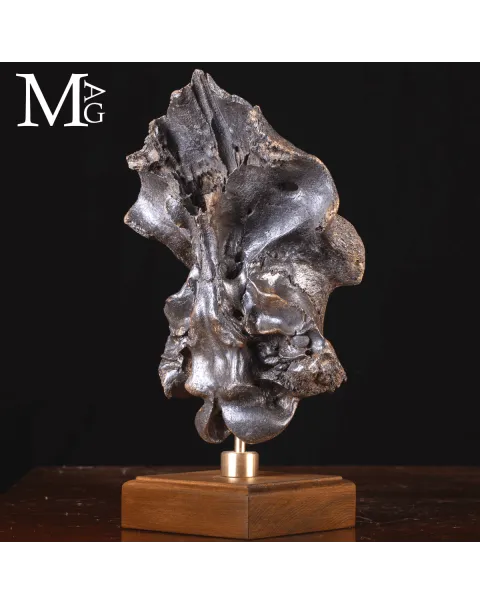 Scatola Cranica e Frontale di Megaloceros Giganteus.