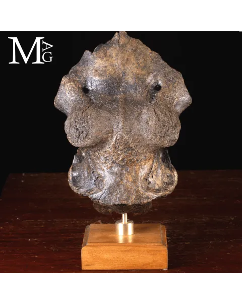 Scatola Cranica e Frontale di Megaloceros Giganteus.