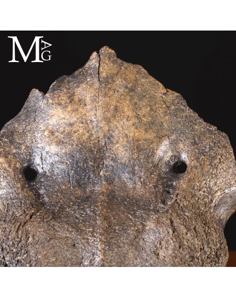 Scatola Cranica e Frontale di Megaloceros Giganteus.