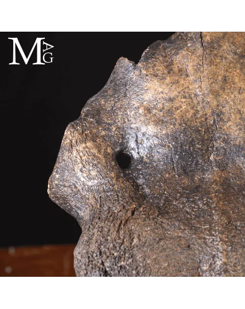 Scatola Cranica e Frontale di Megaloceros Giganteus.
