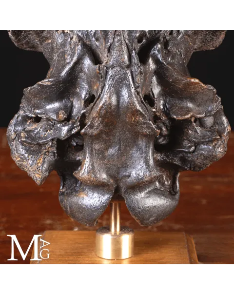Scatola Cranica e Frontale di Megaloceros Giganteus.