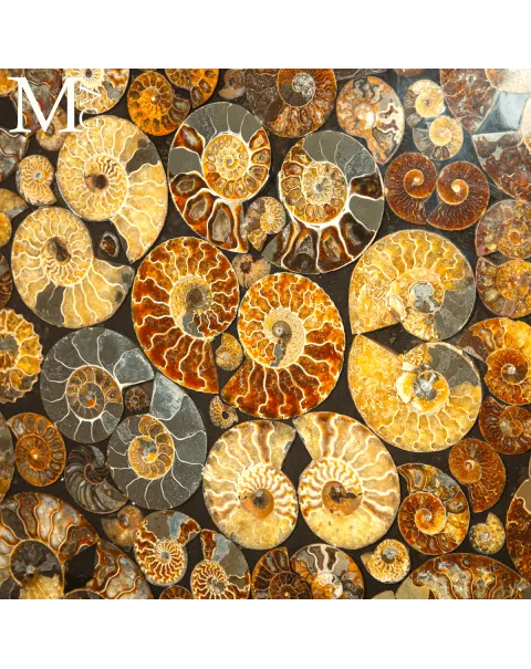 Top Tavolo esclusivo in ammoniti Cleoniceras – Fossili autentici.
