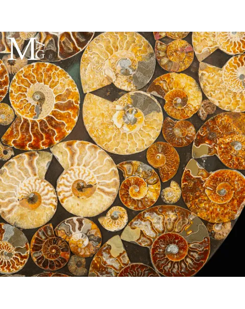 Top Tavolo esclusivo in ammoniti Cleoniceras – Fossili autentici.