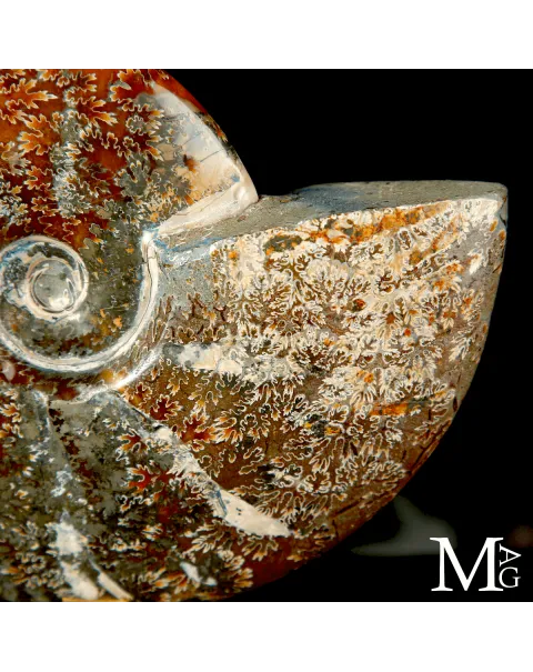 Ammonite fossile Cleoniceras su base di design.