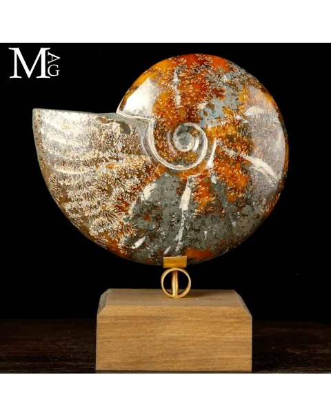 Ammonite fossile Cleoniceras su base di design.