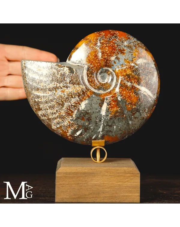 Ammonite fossile Cleoniceras su base di design.