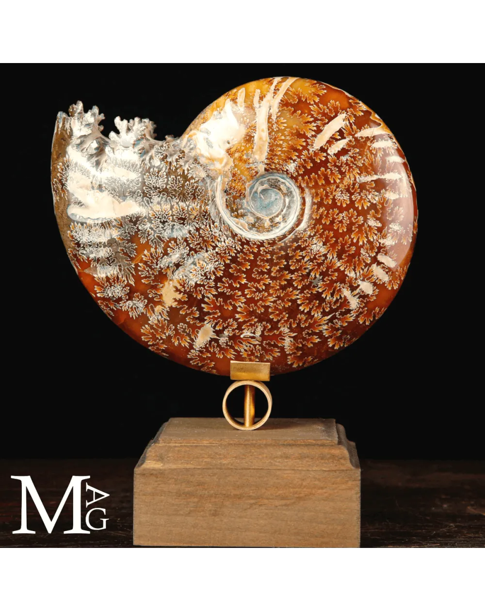 Ammonite Fossile Cleoniceras su base di Design.