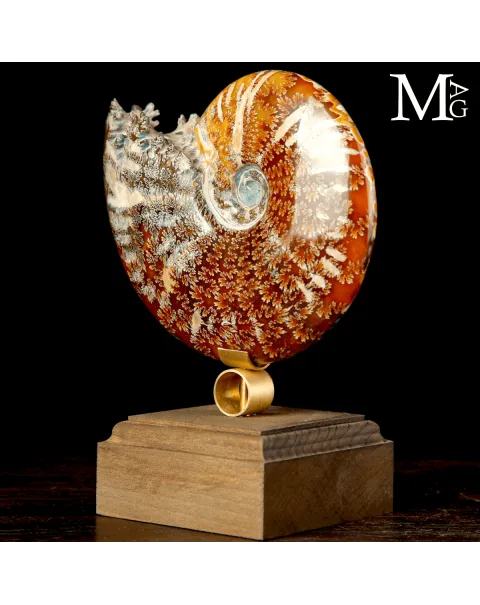 Ammonite Fossile Cleoniceras su base di Design.