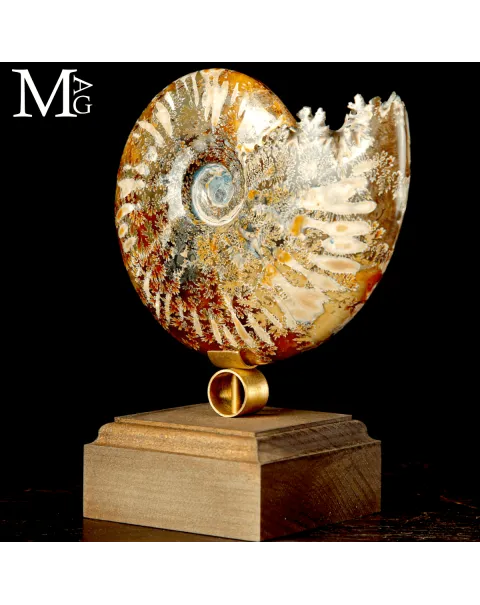 Ammonite Fossile Cleoniceras su base di Design.