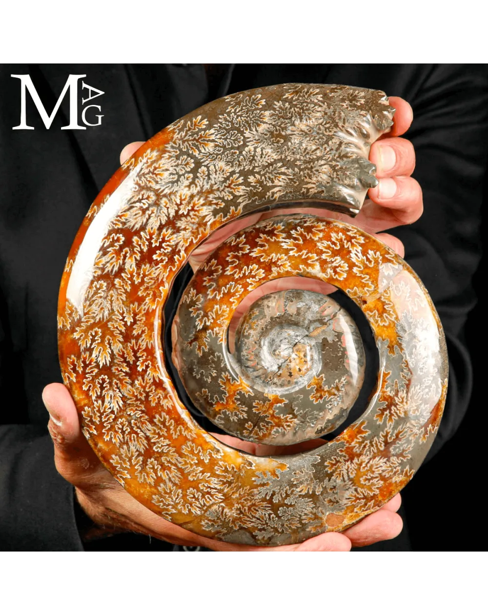 Ammonite Cleoniceras intagliata a spirale.