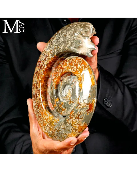 Ammonite Cleoniceras intagliata a spirale.