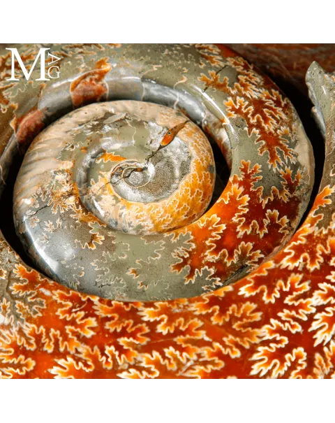 Ammonite Cleoniceras intagliata a spirale.