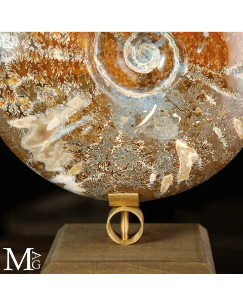 Cleoniceras sp. – Ammonite fossile dell’Albiano.