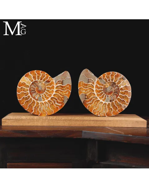 Ammonite Cleoniceras sezionata – Scultura paleontologica.
