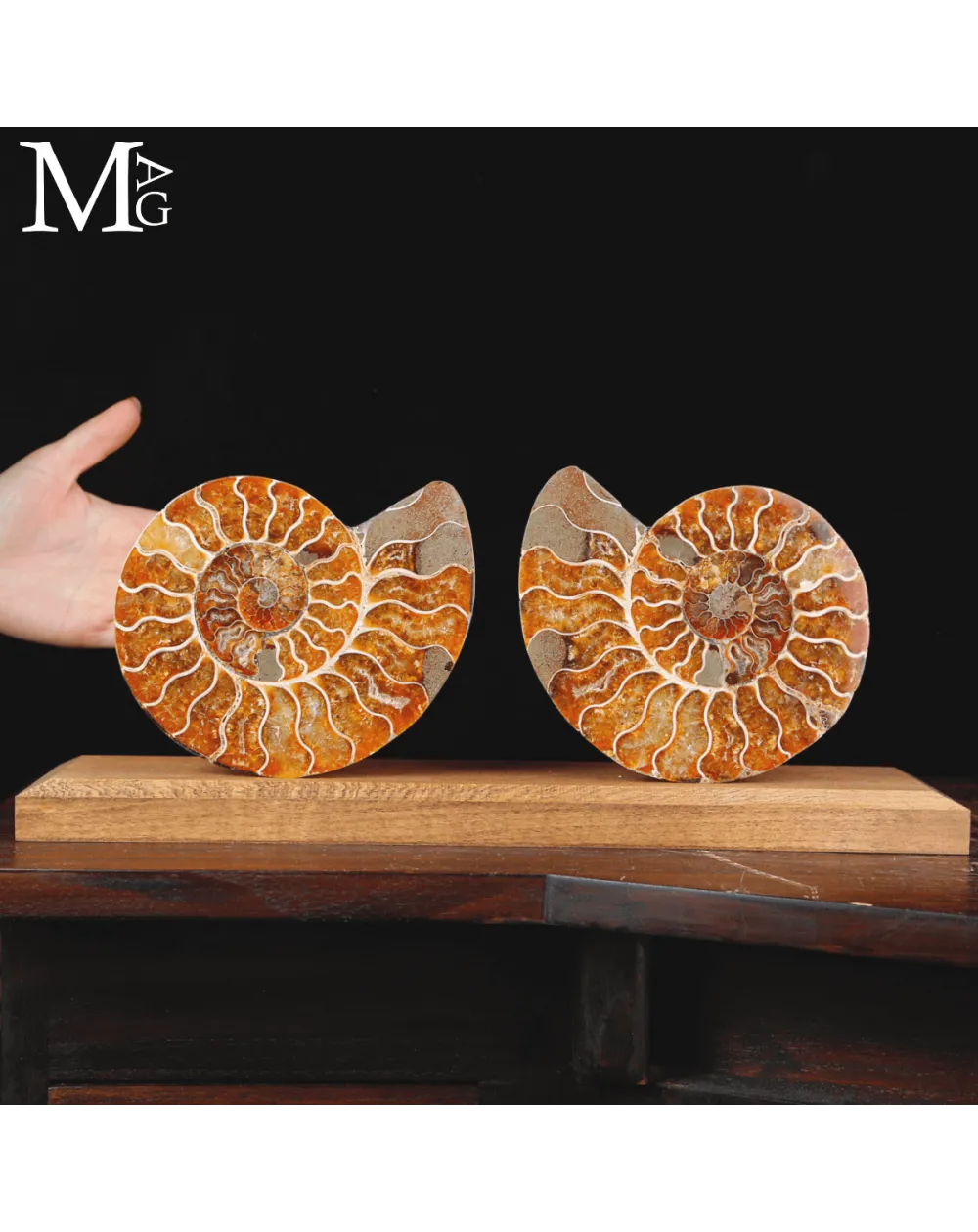 Ammonite Cleoniceras sezionata – Scultura paleontologica.