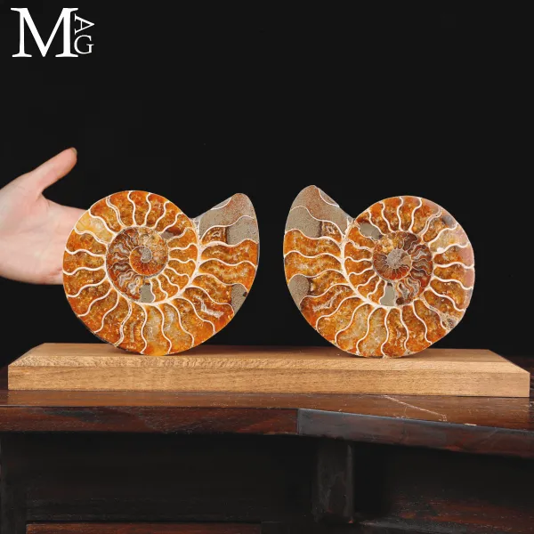 Ammonite Cleoniceras sezionata – Scultura paleontologica.