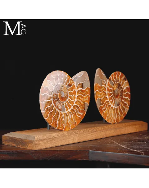 Ammonite Cleoniceras sezionata – Scultura paleontologica.