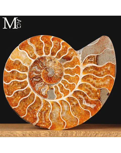 Ammonite Cleoniceras sezionata – Scultura paleontologica.