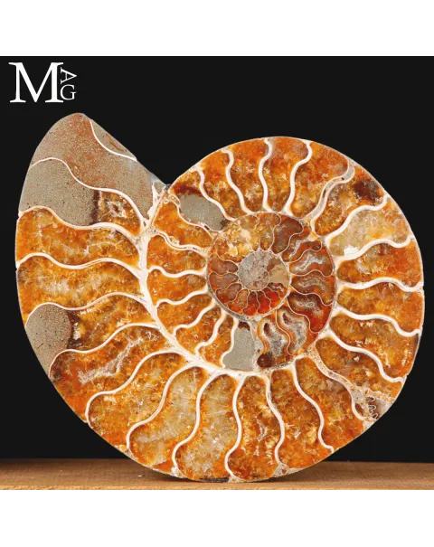 Ammonite Cleoniceras sezionata – Scultura paleontologica.