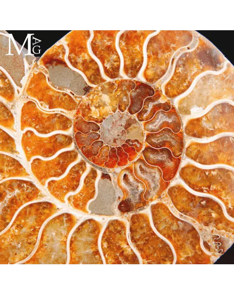 Ammonite Cleoniceras sezionata – Scultura paleontologica.