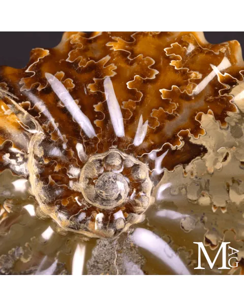Ammonite Fossile Cleoniceras – Scultura
