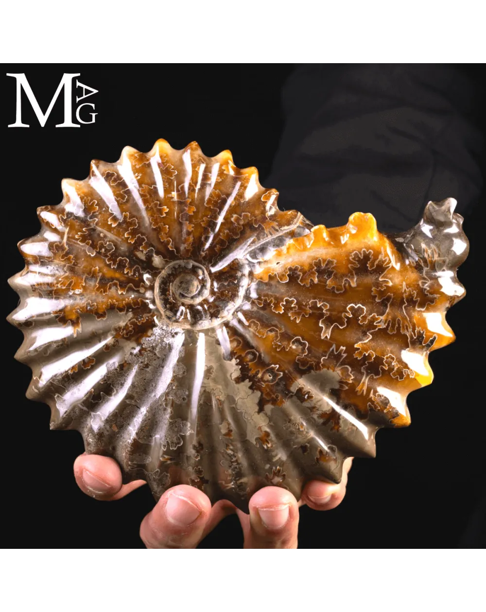Ammonite Fossile Cleoniceras – Scultura