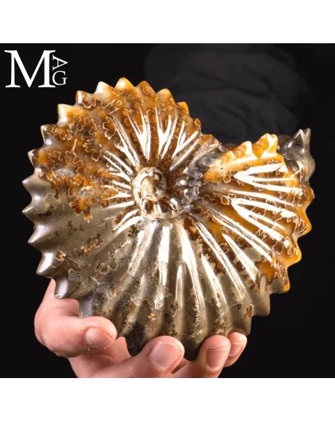 Ammonite Fossile Cleoniceras – Scultura