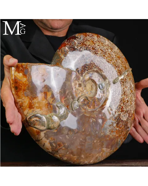 Straordinaria ammonite fossile Cleoniceras.