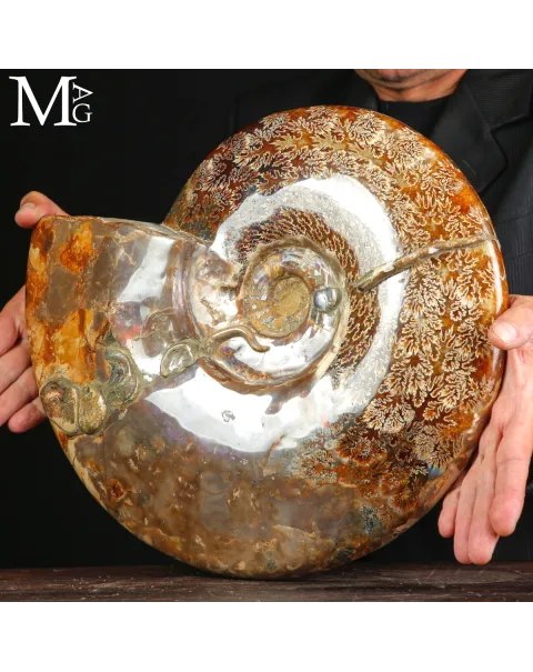 Straordinaria ammonite fossile Cleoniceras.