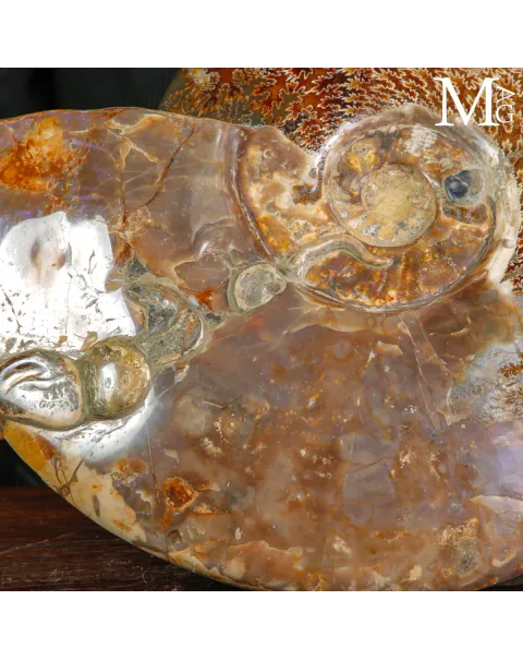 Straordinaria ammonite fossile Cleoniceras.