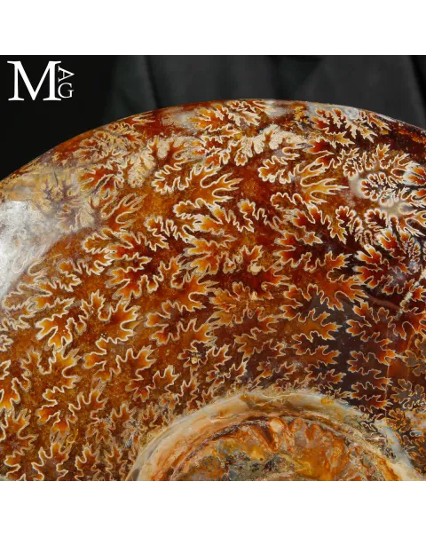 Straordinaria ammonite fossile Cleoniceras.