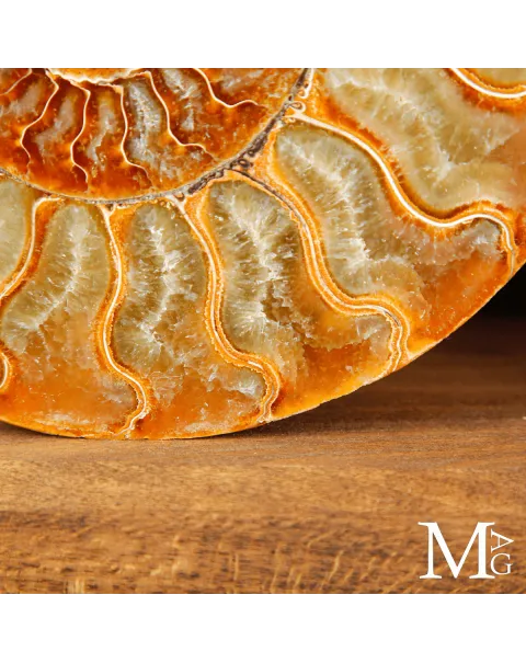 Ammonite Cleoniceras Sezionata – Dialogo della Spirale.