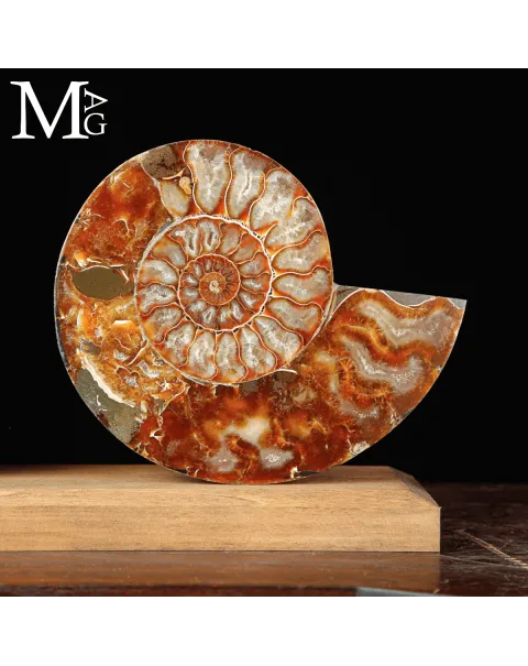 Cleoniceras Fossile – Spirale del Tempo.