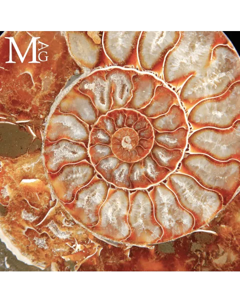 Cleoniceras Fossile – Spirale del Tempo.