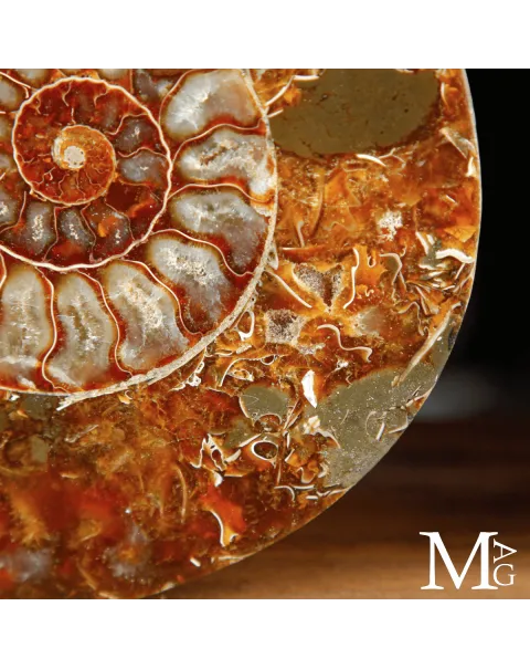 Cleoniceras Fossile – Spirale del Tempo.