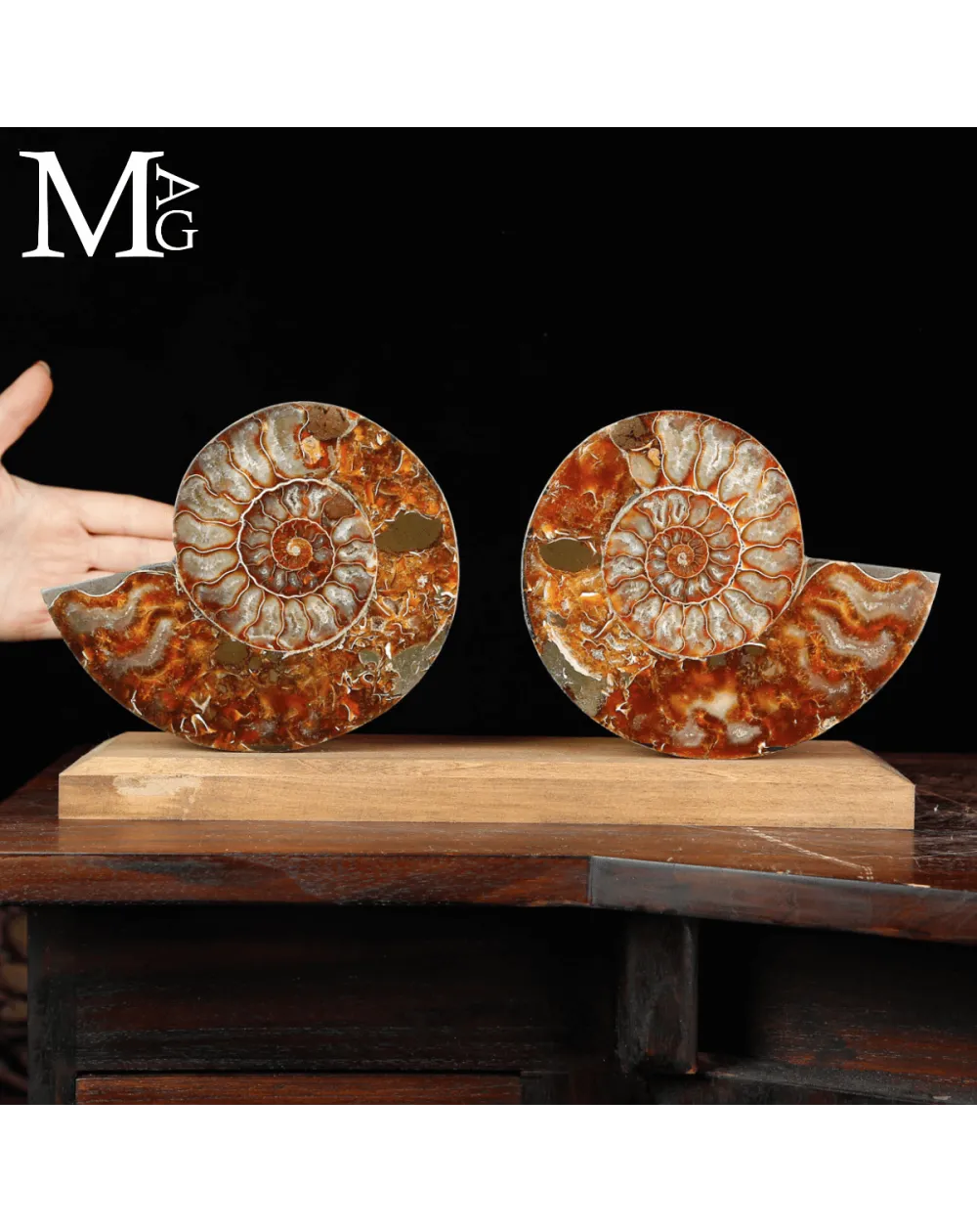 Cleoniceras Fossile – Spirale del Tempo.