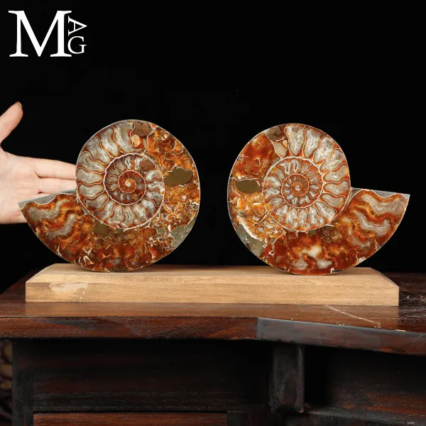 Cleoniceras Fossile – Spirale del Tempo.