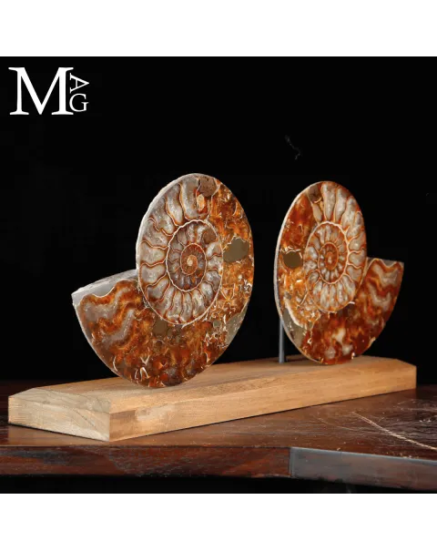 Cleoniceras Fossile – Spirale del Tempo.