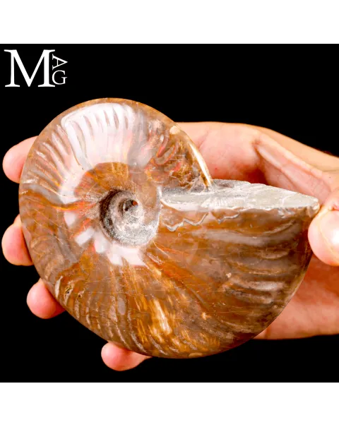 Ammonite Fossile Cleoniceras – Rosso Opalescente