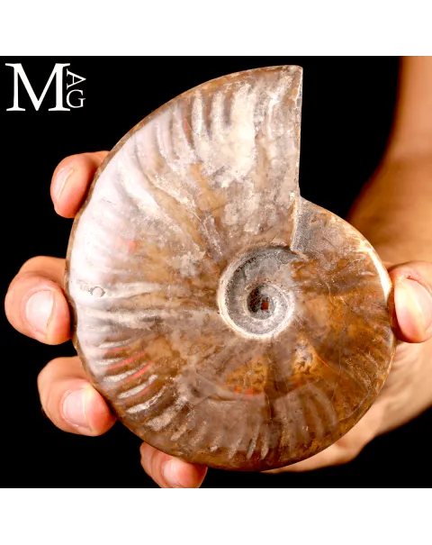 Ammonite Fossile Cleoniceras – Rosso Opalescente